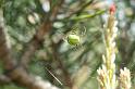 Araniella_cucurbitina_D2986_Z_85_NP De Hoge Veluwe_Nederland